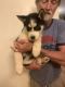 Siberian Husky Puppies for sale in Maiden, NC, USA. price: NA