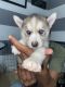 Siberian Husky Puppies for sale in The Bronx, NY, USA. price: $1,300