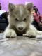 Siberian Husky Puppies for sale in Secunderabad, Telangana, India. price: 30000 INR