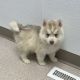 Siberian Husky Puppies for sale in Hartford, CT, USA. price: $1,200