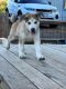 Siberian Husky Puppies for sale in Cloverdale, CA 95425, USA. price: NA