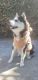 Siberian Husky Puppies for sale in Paramount, CA 90723, USA. price: NA