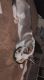 Siberian Husky Puppies for sale in West Jordan, UT, USA. price: $600