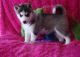 Siberian Husky Puppies for sale in Kent, WA, USA. price: $600