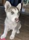 Siberian Husky Puppies for sale in Guyton, GA 31312, USA. price: $850