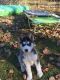 Siberian Husky Puppies for sale in Hillman, MI 49746, USA. price: $300