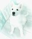 Siberian Husky Puppies for sale in Navarre, FL 32566, USA. price: $1,000
