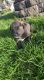 Siberian Husky Puppies for sale in Pasco, WA 99301, USA. price: $450