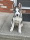 Siberian Husky Puppies for sale in Antioch, CA, USA. price: $1,300