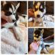 Siberian Husky Puppies for sale in Wake Forest, NC 27587, USA. price: $650