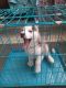 Siberian Husky Puppies for sale in Chikhali, Pimpri-Chinchwad, Maharashtra, India. price: 25000 INR