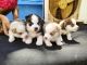 Siberian Husky Puppies for sale in Puri, Odisha, India. price: 30000 INR
