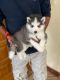 Siberian Husky Puppies for sale in 560100, 9th Cross Rd, near More Supermarket, Ananth Nagar Phase 2, Phase 1, Kammasandra, Electronic City, Bengaluru, Karnataka 560100, India. price: 30000 INR