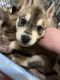 Siberian Husky Puppies for sale in Powder Springs, GA, USA. price: $650