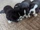 Siberian Husky Puppies for sale in Fort Wayne, IN, USA. price: $800
