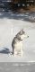 Siberian Husky Puppies for sale in Westbank, West Kelowna, BC V4T 1P7, Canada. price: $2,000