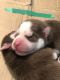 Siberian Husky Puppies for sale in Davanagere, Karnataka, India. price: 52000 INR