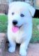 Siberian Husky Puppies for sale in Monroe, NC, USA. price: NA