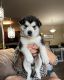 Siberian Husky Puppies for sale in Keller, TX 76244, USA. price: $800