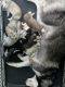 Siberian Husky Puppies for sale in Miami, FL, USA. price: $400