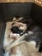 Siberian Husky Puppies for sale in Forest Lake, MN, USA. price: NA