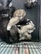 Siberian Husky Puppies for sale in Miami, FL, USA. price: $400