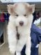 Siberian Husky Puppies for sale in Vijayapura Town, Karnataka 562135, India. price: 40000 INR