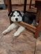 Siberian Husky Puppies for sale in Doylestown, OH 44230, USA. price: NA