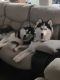 Siberian Husky Puppies for sale in Craig, CO 81625, USA. price: $200