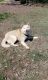Siberian Husky Puppies for sale in West Union, OH 45693, USA. price: $200