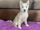 Siberian Husky Puppies for sale in Las Cruces, NM, USA. price: NA