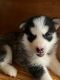 Siberian Husky Puppies for sale in Rochester, NY 14609, USA. price: $950