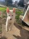 Siberian Husky Puppies for sale in 10509 Tenbrook Dr, Silver Spring, MD 20901, USA. price: NA