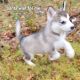 Siberian Husky Puppies for sale in Troy, MO, USA. price: $485
