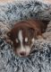 Siberian Husky Puppies for sale in Florida 33572, USA. price: NA