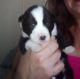 Siberian Husky Puppies for sale in Partlow, VA 22534, USA. price: NA