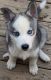 Siberian Husky Puppies for sale in Atlanta, GA, USA. price: $1,000