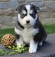 Siberian Husky Puppies for sale in Cameron Park, CA, USA. price: $500