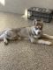 Siberian Husky Puppies for sale in 18162 Atherstone Trail, Land O' Lakes, FL 34638, USA. price: $800