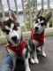 Siberian Husky Puppies for sale in Everett, WA 98208, USA. price: $900