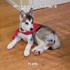 Siberian Husky Puppies for sale in Troy, MO, USA. price: $485