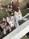 Siberian Husky Puppies for sale in Ochlocknee, GA 31773, USA. price: $800
