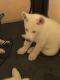 Siberian Husky Puppies for sale in Las Vegas, NV, USA. price: $500