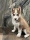 Siberian Husky Puppies for sale in Compton, CA, USA. price: $600