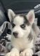 Siberian Husky Puppies for sale in Santa Monica, CA 90403, USA. price: NA