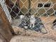 Siberian Husky Puppies for sale in Westbank, West Kelowna, BC V4T 1P7, Canada. price: $1,500