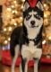 Siberian Husky Puppies for sale in Bothell, WA, USA. price: NA
