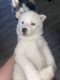 Siberian Husky Puppies for sale in Peoria, AZ, USA. price: $400