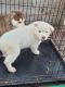 Siberian Husky Puppies for sale in Auburn, WA, USA. price: NA