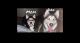 Siberian Husky Puppies for sale in Apache Junction, AZ, USA. price: $600